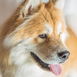 Newton - Réf 160503 - Eurasier - M - Tournage & Photos - Rem : Obéissance - Dog Dance