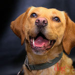 Lily - Réf 166090317 - Labrador x braque - F - Ordre de base - Rem : Obédience - Canicross