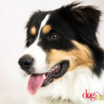 Kyto - Réf 100828 - Border collie X Bouvier bernois - M - Photos uniquement