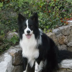 Gibson - Réf 108200117 - Border collie - M - 2011 - Obéissance de base - Rem :  frisbee, agility