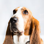 Yvon - Réf 070608 - Basset Hound - M - Photos 