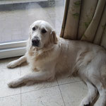 Cumin - Réf 181310317 - Golden Retriever - M - 2015 - Obéissance: Base - 