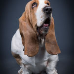 Rose - Réf 228150617 - Basset hound - F - base2014 - Tournage & photos - Obéissance d e