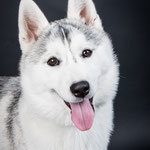 Jenna - Ref 113270117 - Husky Sibérien - F - Obéissance de base - Rem : Expo 
