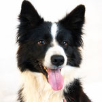 Max - Réf 280910 - Border collie - M - Tournage & photos - Rem : Obéissance - Fait le mort - Donne la patte - Tourne 