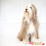 Blandine - Réf 070604 - Bearded collie - F - Tournage & Photos - Rem : Obéissance
