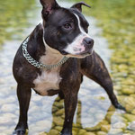 Jaika - Réf 96191216 - Amstaff - F - 02/2014  - Obéissance avancée - Tricks - Prends la pose