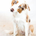 Zara - Réf 200923 - Border Collie - F - Tournage & Photos - Rem : NL - Obéissance - Agility 