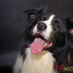 O'Bayou - Réf 152080317 - Border Collie - M - Obéissance de base - Recule - Aboie - Pied - Silence