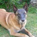Calla - Réf 238270617 - Berger Malinois - F - 2007 - Rem : obéissance - Activités - Expérience 
