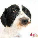 Lucky - Réf 100811 - X Jack russel - M - Tournage & Photos - 