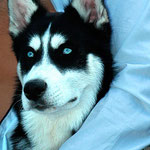 Nanouk - Ref 270020817 - Husky Sibérien - M - Rem : Expo, Obédiance, Traineau, Canicross