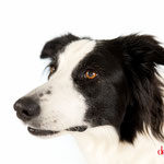 Lola - Réf 180701 - Border Collie - F - Tournage & photos - Rem : Obéissance - Agility - Tape dans la main - Donne la patte 