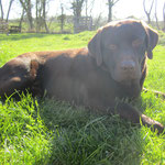 Eiko - Réf 198200417 - Labrador - M - 2015 - Obéissance: Base - Rem : Canicross - Obéissance