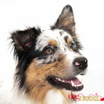 Sasha - Réf 070613 - Berger australien - M - Photos uniquement - 