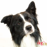 Cosmo - Réf 100810-1 - Border Collie - Tournage & Photos - Rem : Tricks