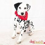 Mika - Réf 260720 - Dalmatien - M - Tournages & Photos - 