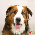 Choco - Réf 100821 - Border collie - M - Photos uniquement