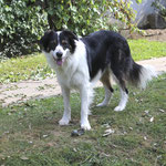 Meïko - Réf 72251116 - Border Collie - M -04/201 - Obéissance avancée - Rem :  Tricks - Dogdancing - Bases d'agility