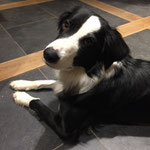 Schnouf - Réf 172200317 - X Border Collie - M - 2015 - Obéissance de base - Rem : Obédience 
