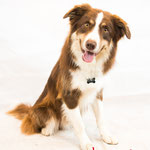 Lucky - Réf 1008 - Border Collie - M - Tournage & Photos - Rem : Dogdance - Agility - 