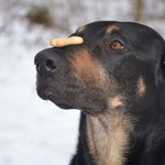 hundewerkstatt - anja klebe - erziehungsberatung für familienhunde