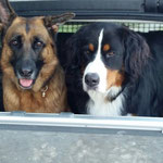 hundewerkstatt - anja klebe - erziehungsberatung für familienhunde