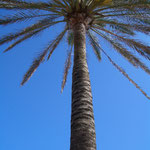 Palme