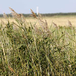 Gras