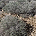 Thymian