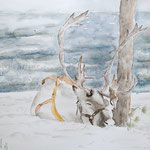 Reindeer sleeping 16,5 in. x 22 in. 42 x 56 cm - 240,00 Euro