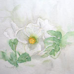 Schneerose - Helleborus Niger  - 11,8 in. x 15,7 in. - 30 cm x 40 cm - 320,00 Euro