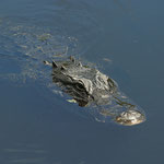 Hoffentlich hat er schon gefrühstückt.