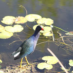 Ein Zwergsultanshuhn (Porphyrio martinicus)