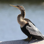 Junger Schlangenhalsvogel (Anhinga)