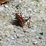 Purer Sex - Heuschrecken bei der Kopulation