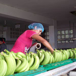 Die Fairtrade-Kleber kommen von Hand auf den Bund. Die Arbeiterinnen machen jeden Tag die gleiche Arbeit, ausser Sonntag, da ist frei