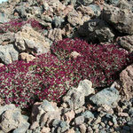 Auf einer Höhe von ca. 3450m wachsen am Vulkan grossflächig diese Blumen.