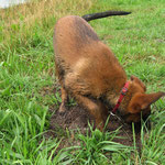 und so lange drin liegen und wühlen...