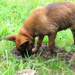 Maulwurfhaufen suchen...
