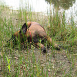 wenden nach rechts...