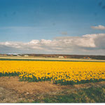 Eins der vielen Tulpenfelder