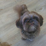 Shila