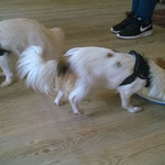 Milon & Nino