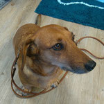 Odie