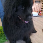 Koda Bär