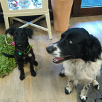 Rocky & Kalle