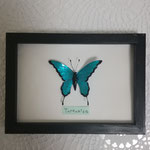 蝶の標本風　turquoise