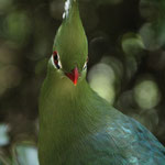 Ein stolzer Knysna lourie im Vogelpark