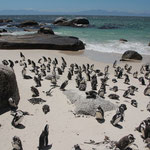 Pinguine, Pinguine, Pinguine bei Boulder's Beach